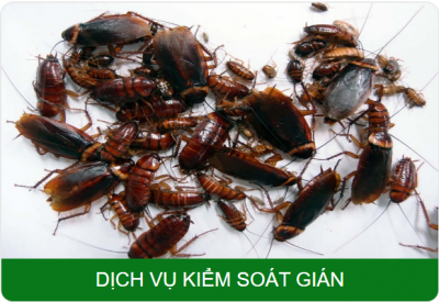 Dịch vụ diệt Gián tận gốc - Giải pháp diệt Gián hiệu quả