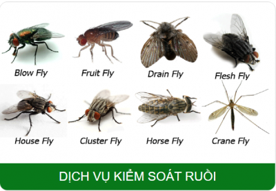 Dịch vụ diệt Ruồi tận gốc - Giải pháp diệt Ruồi hiệu quả