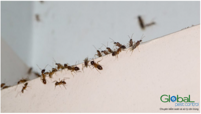 kiến trong phòng ngủ 1