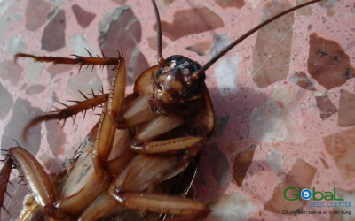 loại bỏ gián ra khỏi nhà bạn