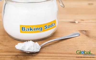 Diệt Kiến bằng Baking Soda, hướng dẫn xử lý Kiến hiệu quả tại nhà