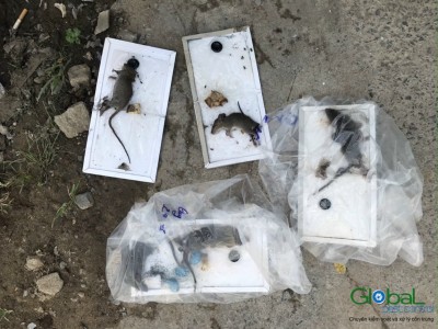 Các loại Chuột trong nhà máy phá hoại phổ biến nhất là gì?