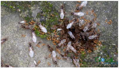 Kiến có cánh xuất hiện trong nhà Nguyên nhân và cách xử lý 1