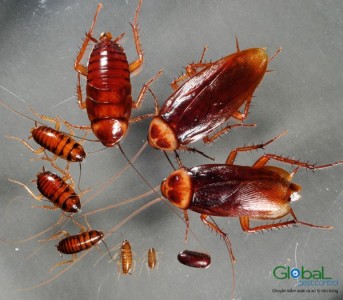 Periplanetaamericana