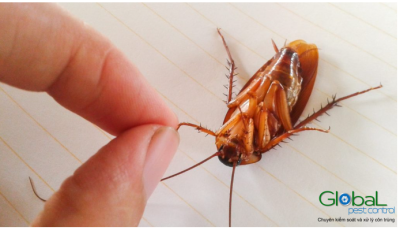 Gián có bay được không 3