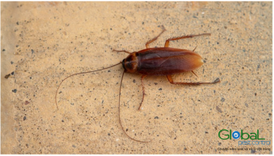 Gián có bay được không