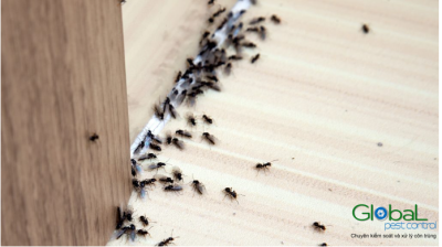 Các vấn đề có hại phổ biến nhất gây ra bởi sự phá hoại của kiến là gì?