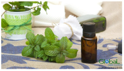 Tinh dầu Bạc hà có xua đuổi được chuột không (4)