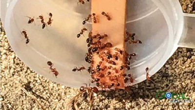 Mật ong có thu hút kiến ​​không 2