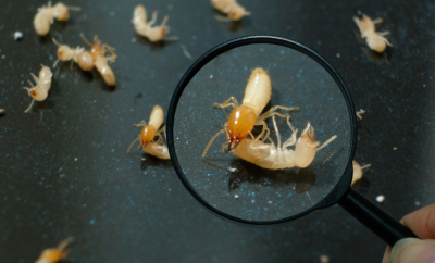 chi phí thuê dịch vụ diệt mối tận gốc