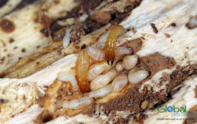 Dịch vụ diệt mối tận gốc   Khử Trùng Toàn Cầu (14)