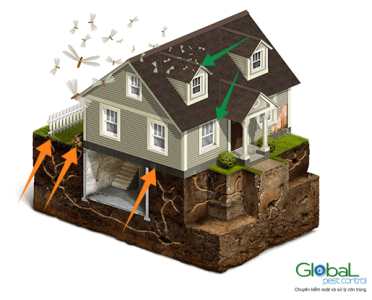 Dịch vụ diệt mối tận gốc   Khử Trùng Toàn Cầu (3)