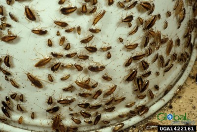 dịch vụ diệt gián đức cho nhà hàng (1)