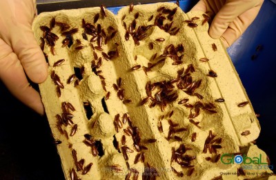 dịch vụ diệt gián đức cho nhà hàng (10)