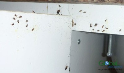 dịch vụ diệt gián đức cho nhà hàng (4)