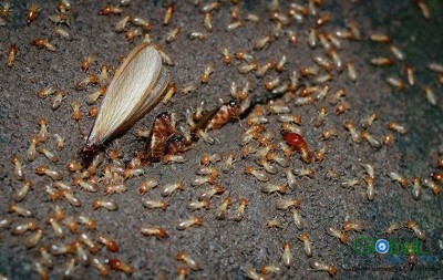 Dịch vụ diệt mối tận gốc   Khử Trùng Toàn Cầu (15)