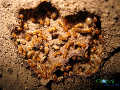 Dịch vụ diệt mối tận gốc   Khử Trùng Toàn Cầu (19)