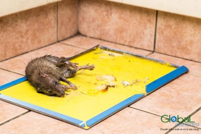 diệt chuột cho văn phòng (1)