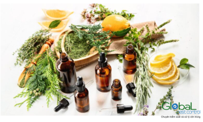 Tinh dầu Bạc hà có xua đuổi được chuột không (1)