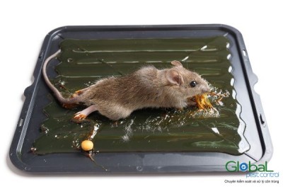 Cách Ngăn Chặn Chuột Xâm Nhập Vào Căn Hộ Của Bạn
