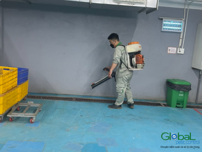 Tại sao bên trong nhà máy luôn có chuột? Khi nào nên gọi cho dịch vụ diệt Chuột?