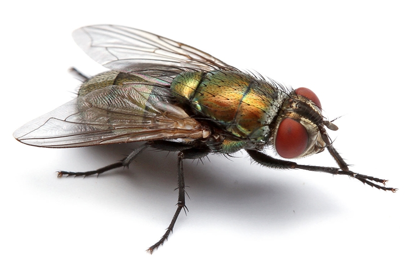 Dịch vụ diệt Ruồi, Xử lý và phun thuốc diệt Ruồi hiệu quả