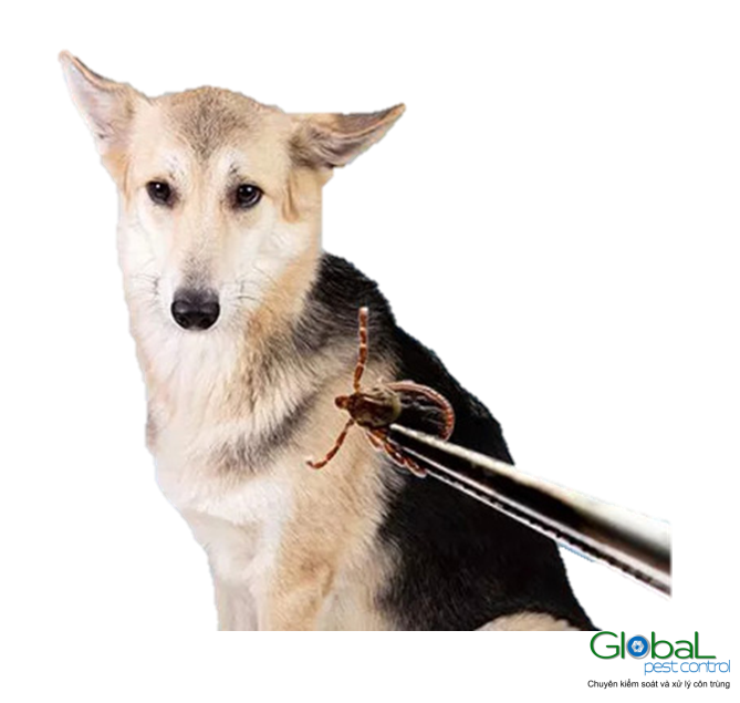 dịch vụ diệt ve chó