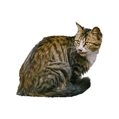 Kiểm soát Mèo hoang - Dịch vụ kiểm soát, xử lý mèo trong nhà máy, xí nghiệp, nhà xưởng.