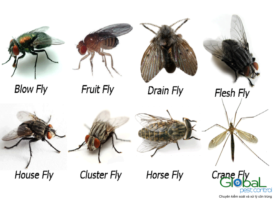 ruoi khutrungtoancau