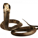 Dịch vụ diệt Rắn, kiểm soát, xử lý rắn trong khu vực kinh doanh