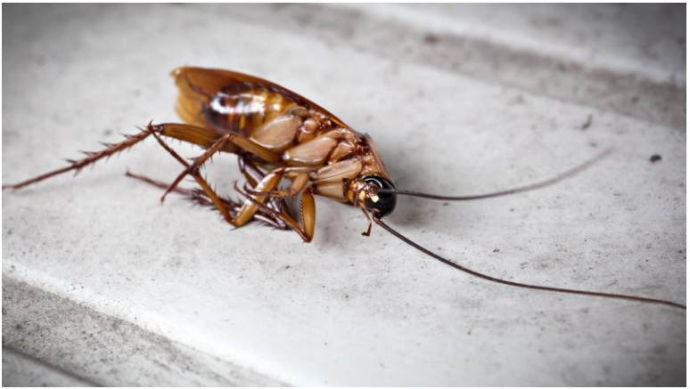 gián có giả chét không 1