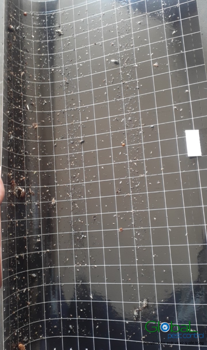 Kiểm tra keo đèn và thay thế định kỳ