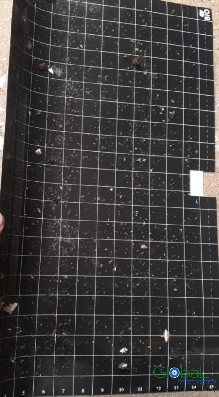 Kiểm tra keo đèn và thay thế định kỳ