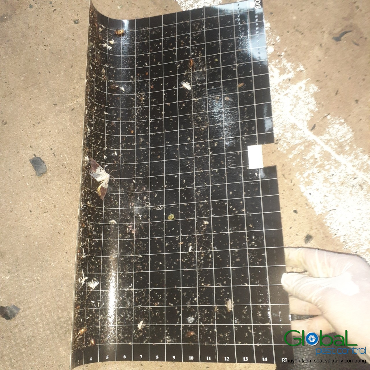 Kiểm tra keo đèn và thay thế định kỳ