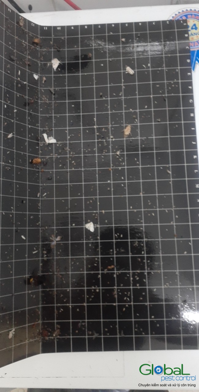 Kiểm tra keo đèn và thay thế định kỳ