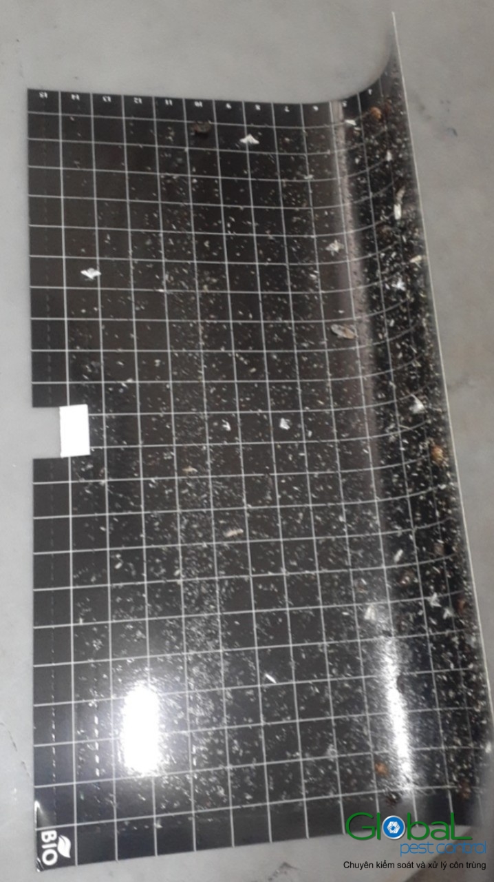 Kiểm tra keo đèn và thay thế định kỳ