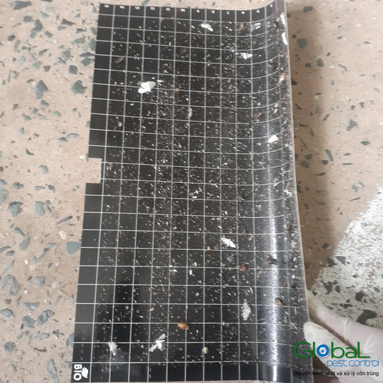 Kiểm tra keo đèn và thay thế định kỳ