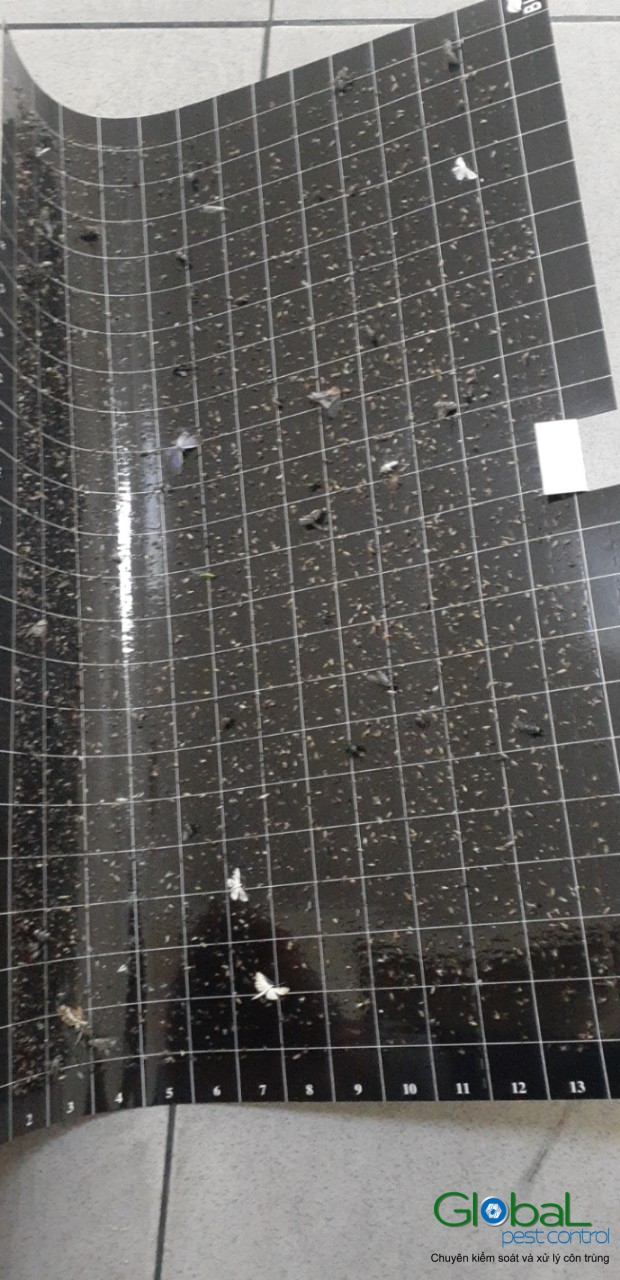 Kiểm tra keo đèn và thay thế định kỳ