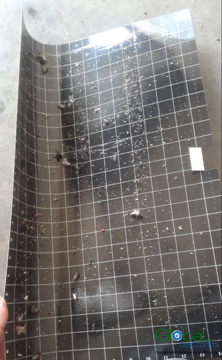 Kiểm tra keo đèn và thay thế định kỳ