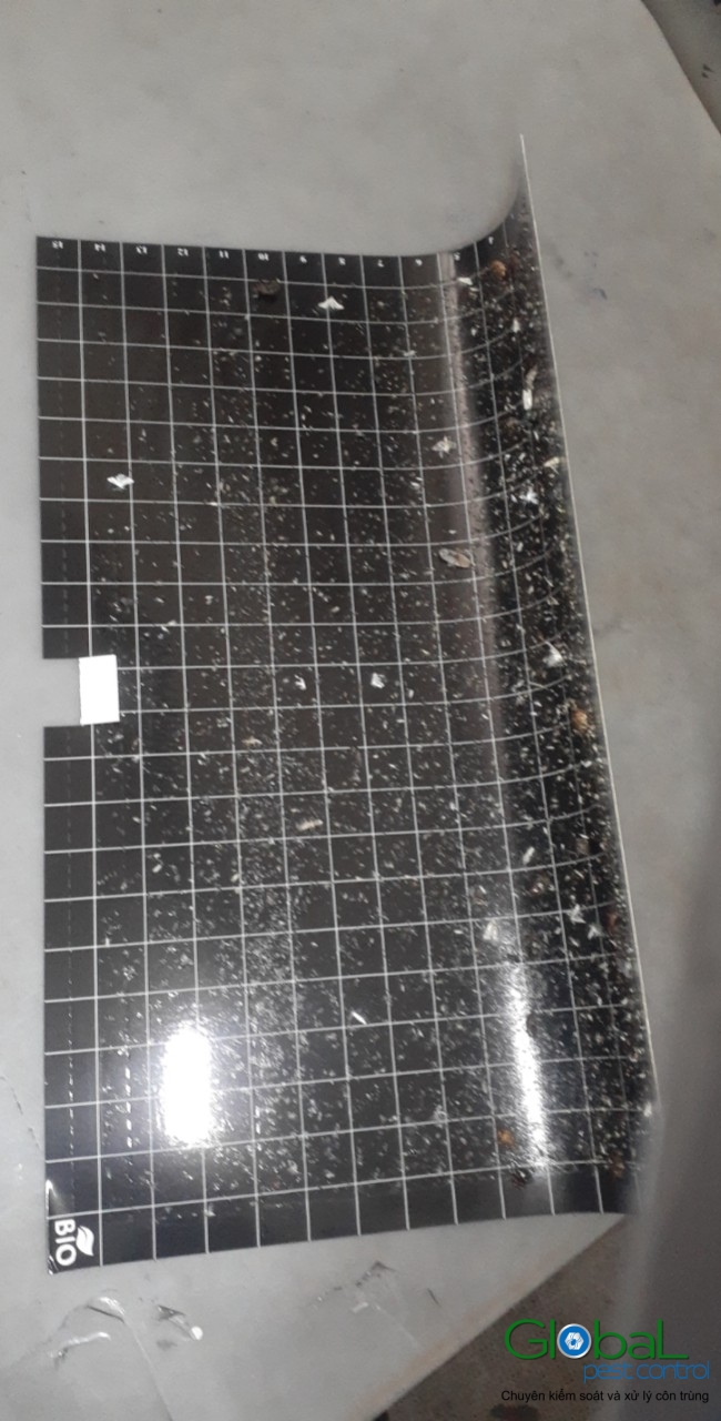 Kiểm tra keo đèn và thay thế định kỳ