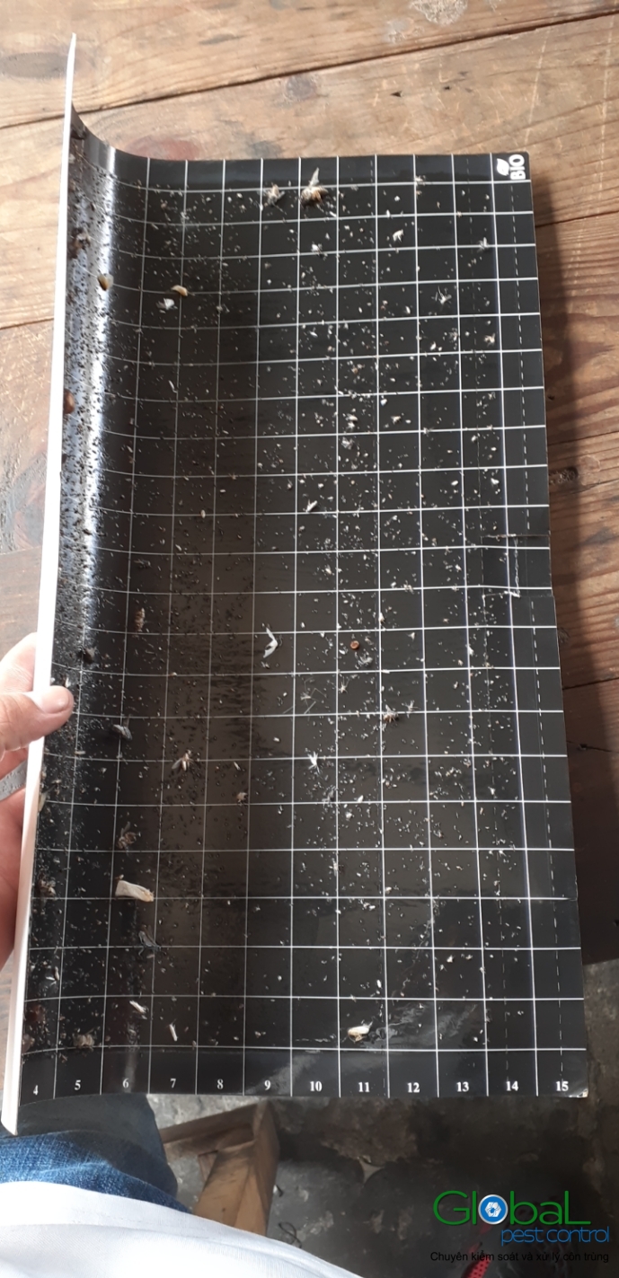 Kiểm tra keo đèn và thay thế định kỳ