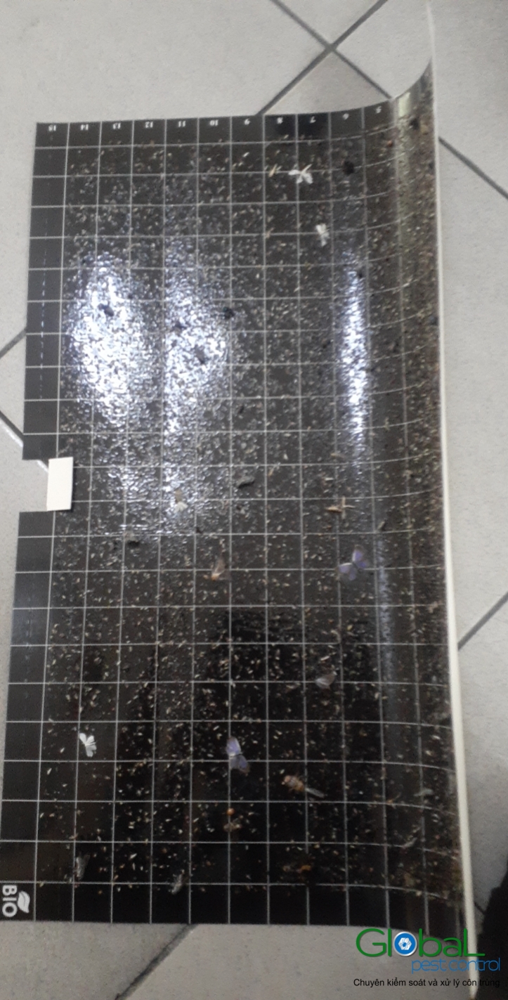 Kiểm tra keo đèn và thay thế định kỳ