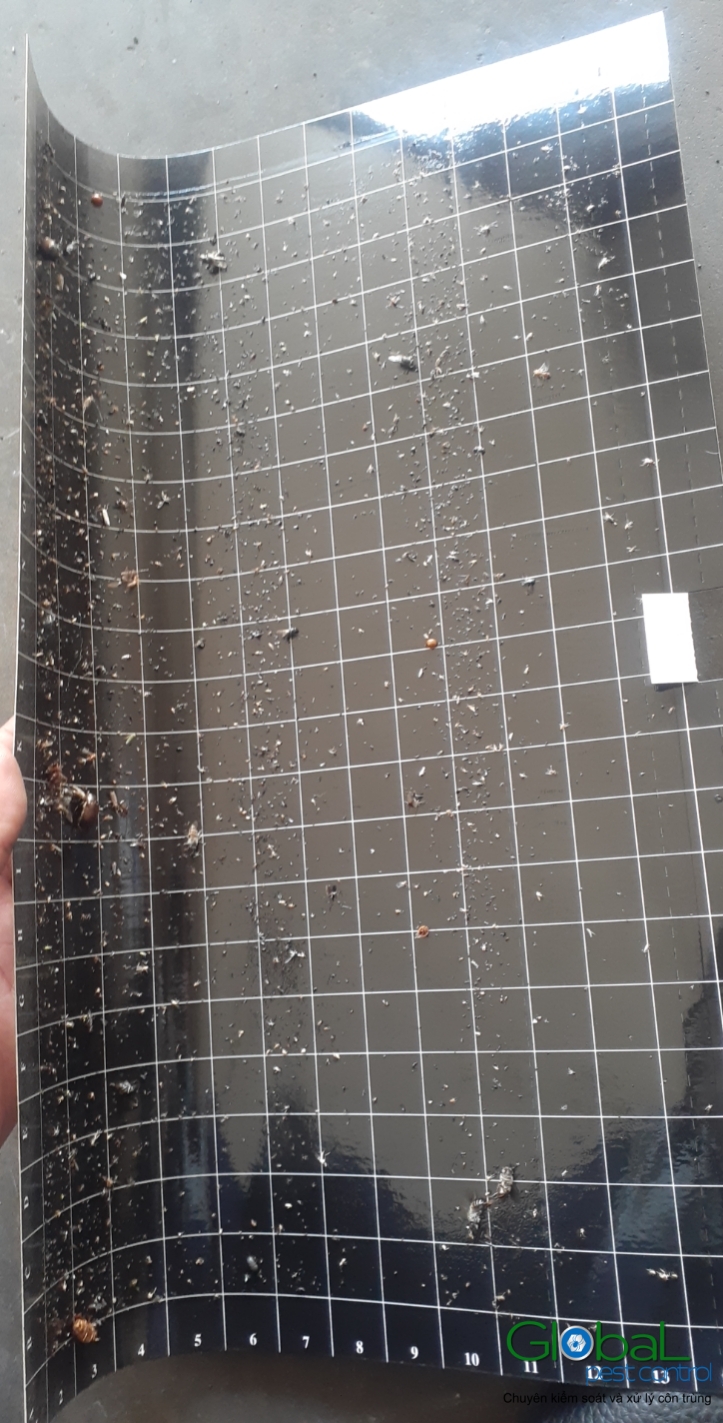 Kiểm tra keo đèn và thay thế định kỳ