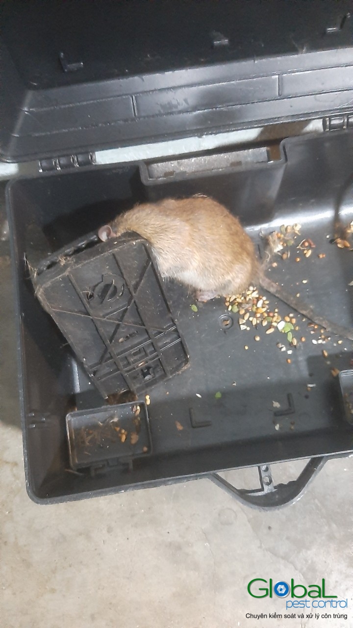 Lắp trạm kiểm soát Chuột