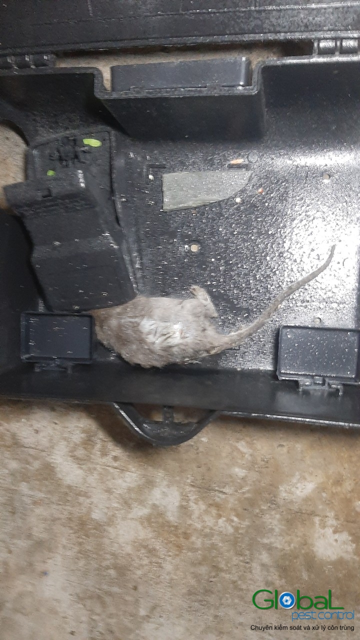 Lắp trạm kiểm soát Chuột