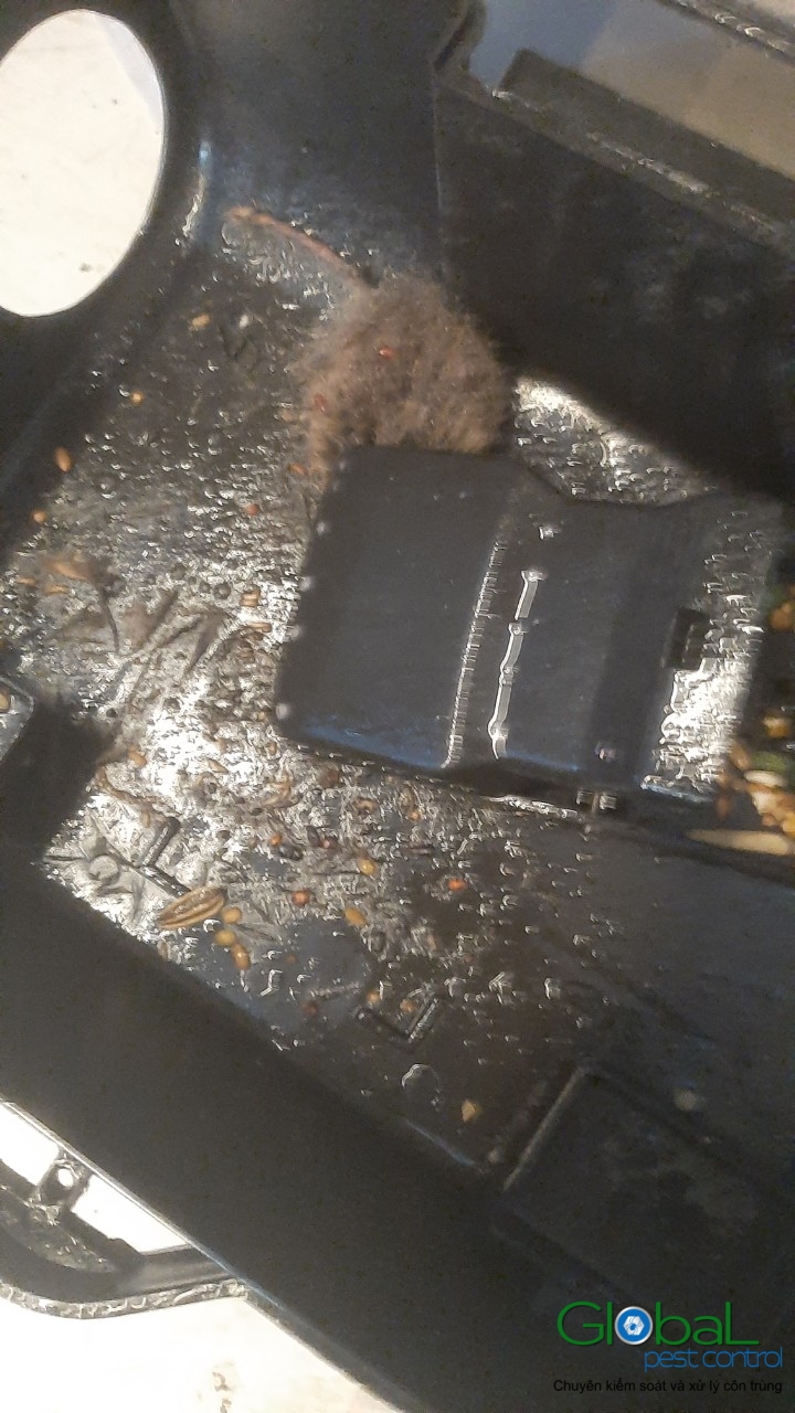 Lắp trạm kiểm soát Chuột