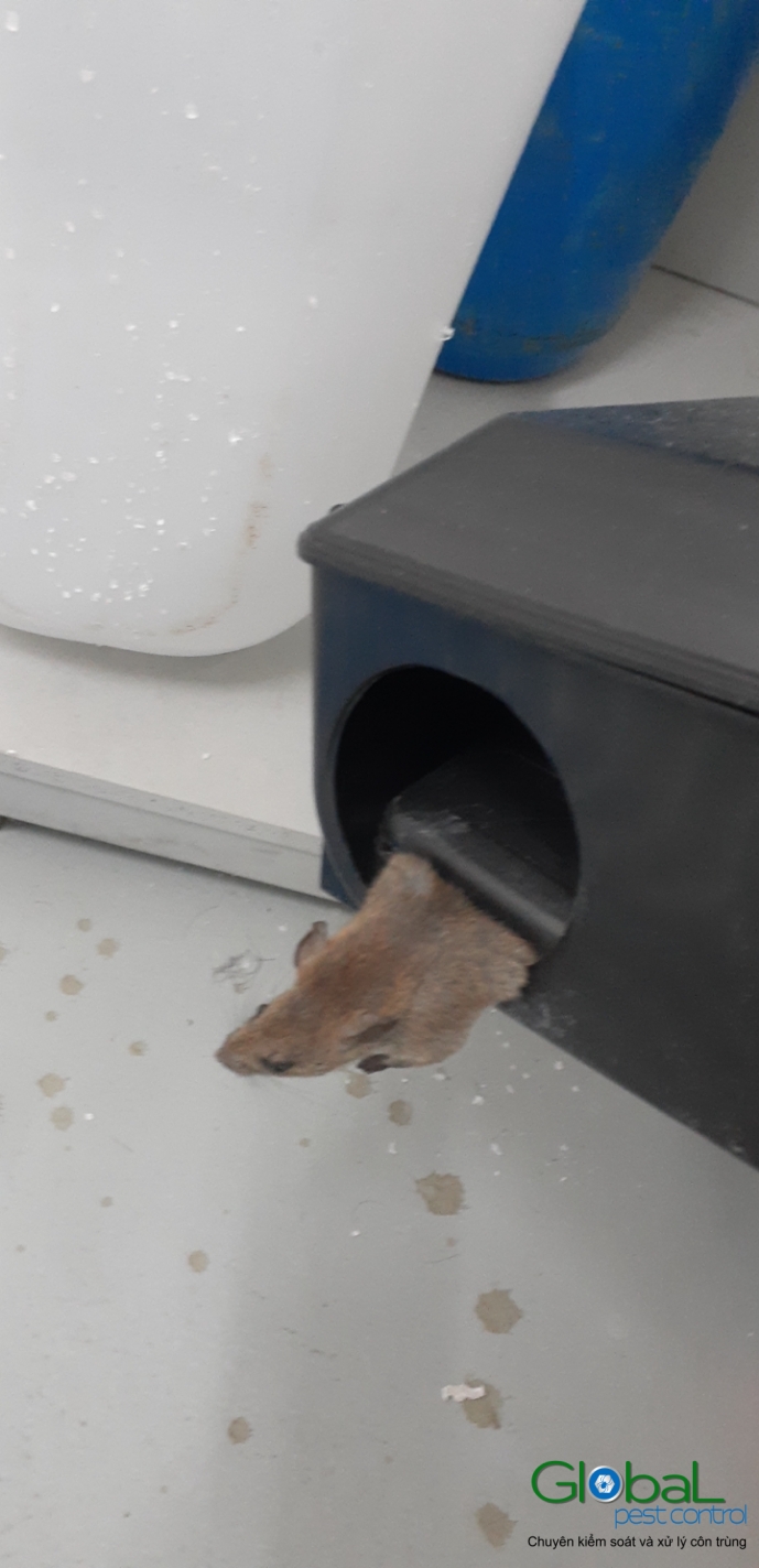 Lắp trạm kiểm soát Chuột