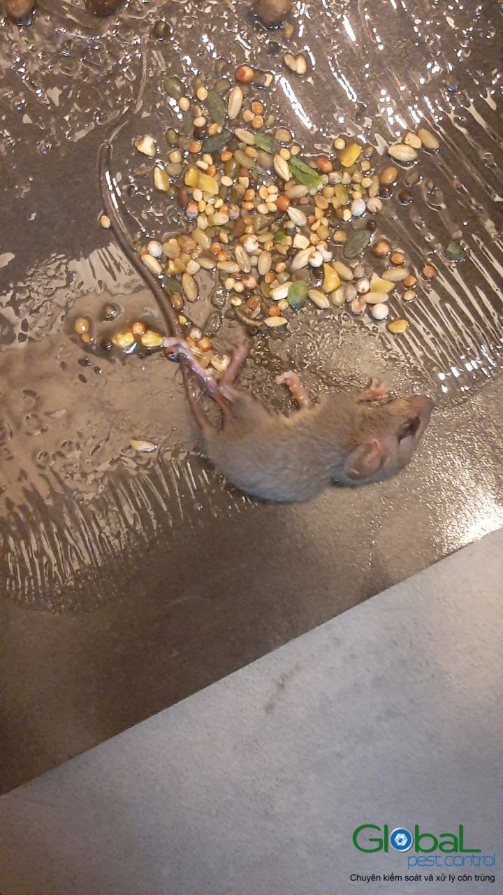 Xử lý và diệt Chuột