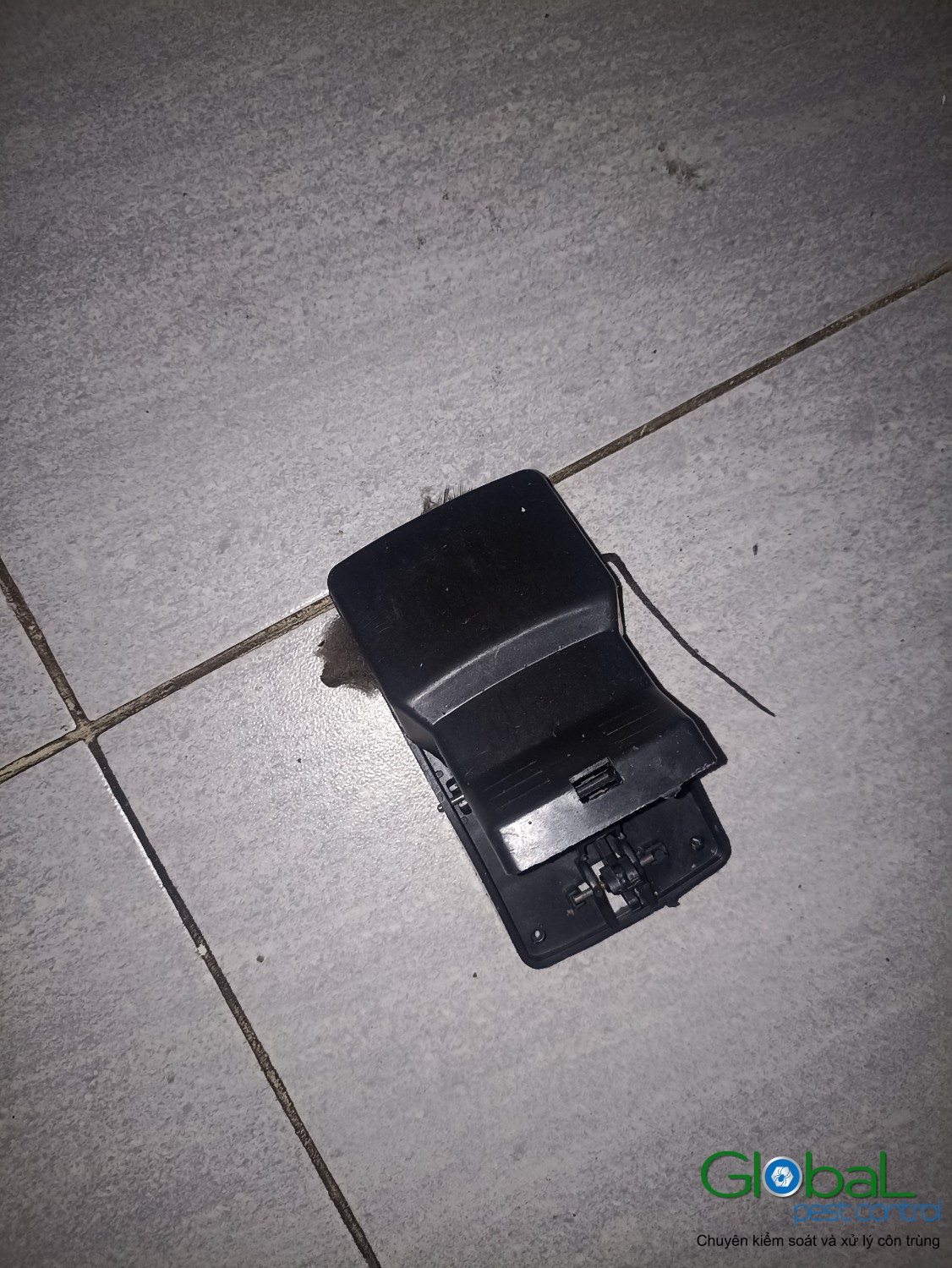 Xử lý và diệt Chuột