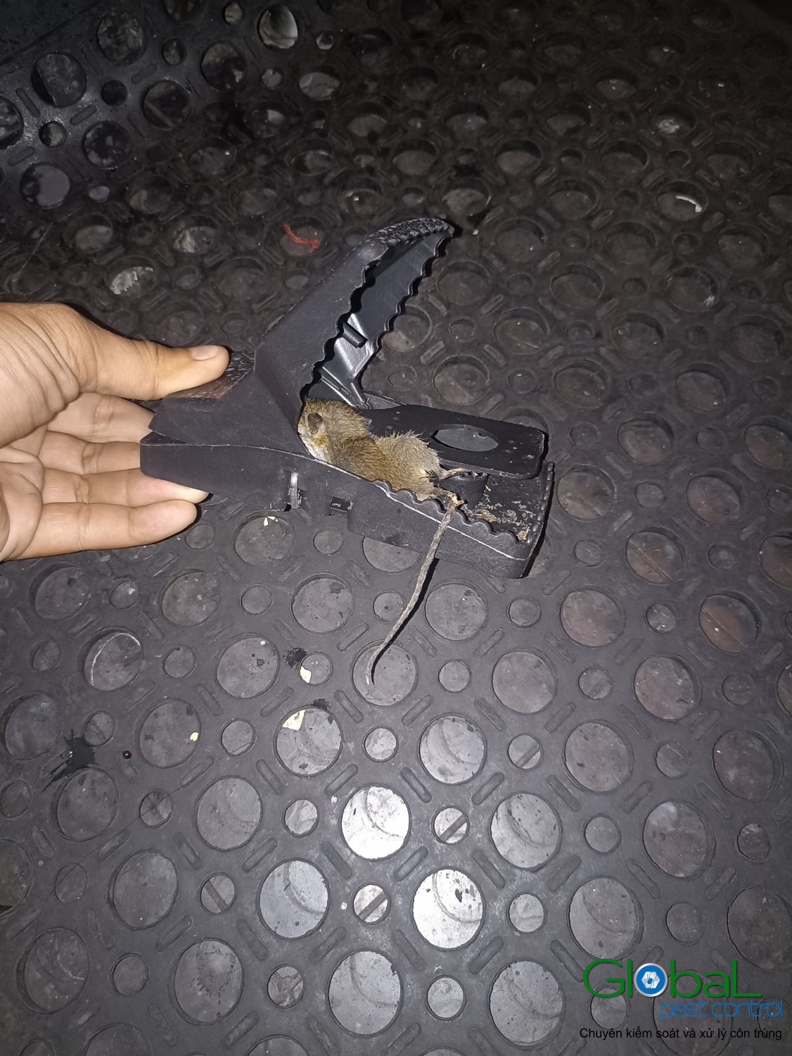 Xử lý và diệt Chuột